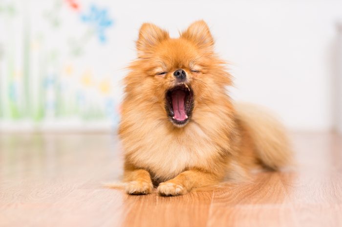 5 Critical Things You Should Never Do With Your Dog To Avoid Making Them Mad - Pet N Pet ®