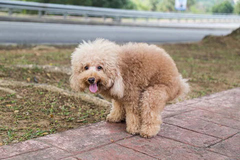 Fluffy brown poodle squatting on a sidewalk near a road, appearing to poop, with tongue out and looking at the camera.