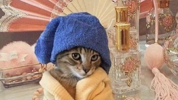 The best poopbags cat rich funny