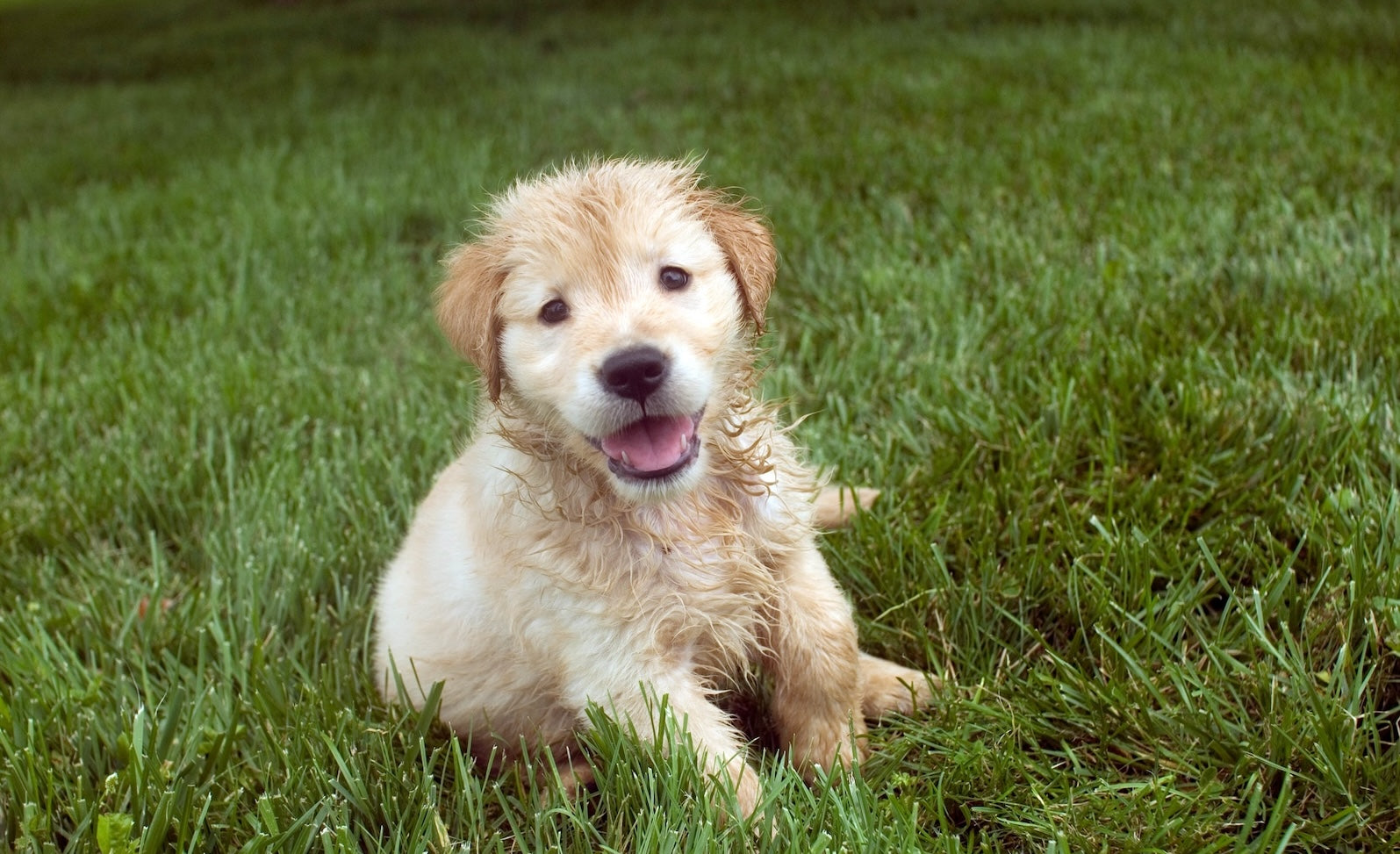 Close up cute dog in a park grass why is my dog eating grass