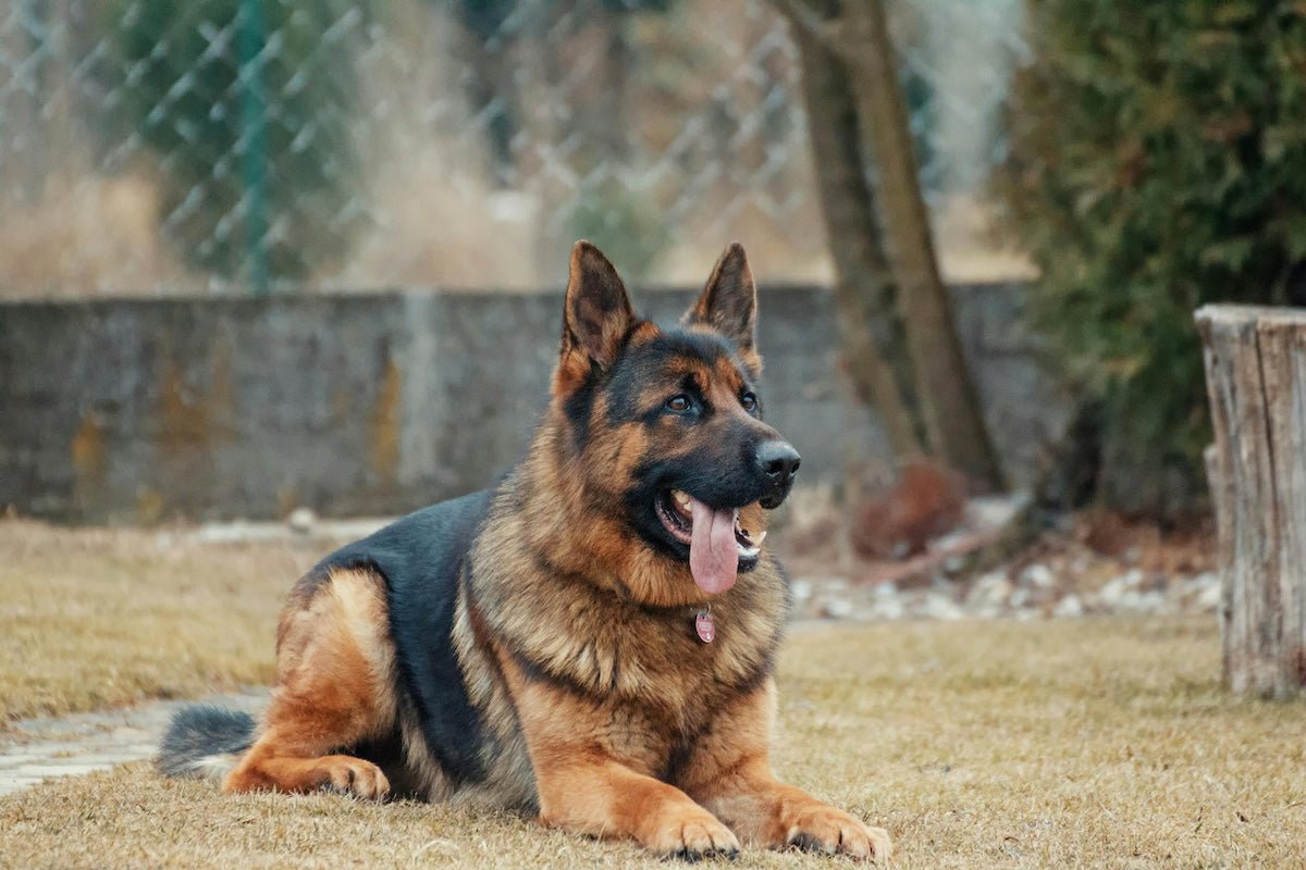 Cracking the Case of Canine Crate Mess: Stop Your Dogs from Pooping in Their Crates - Pet N Pet ®