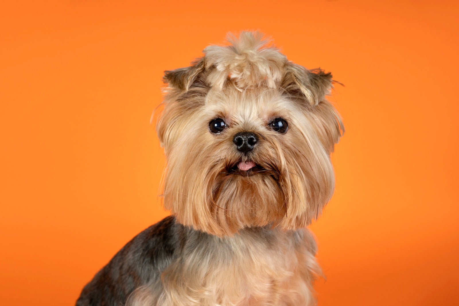 cute dog with orange background Tame the Tangles: Easy & Safe Ways to Detangle Your Dog’s Hair at Home