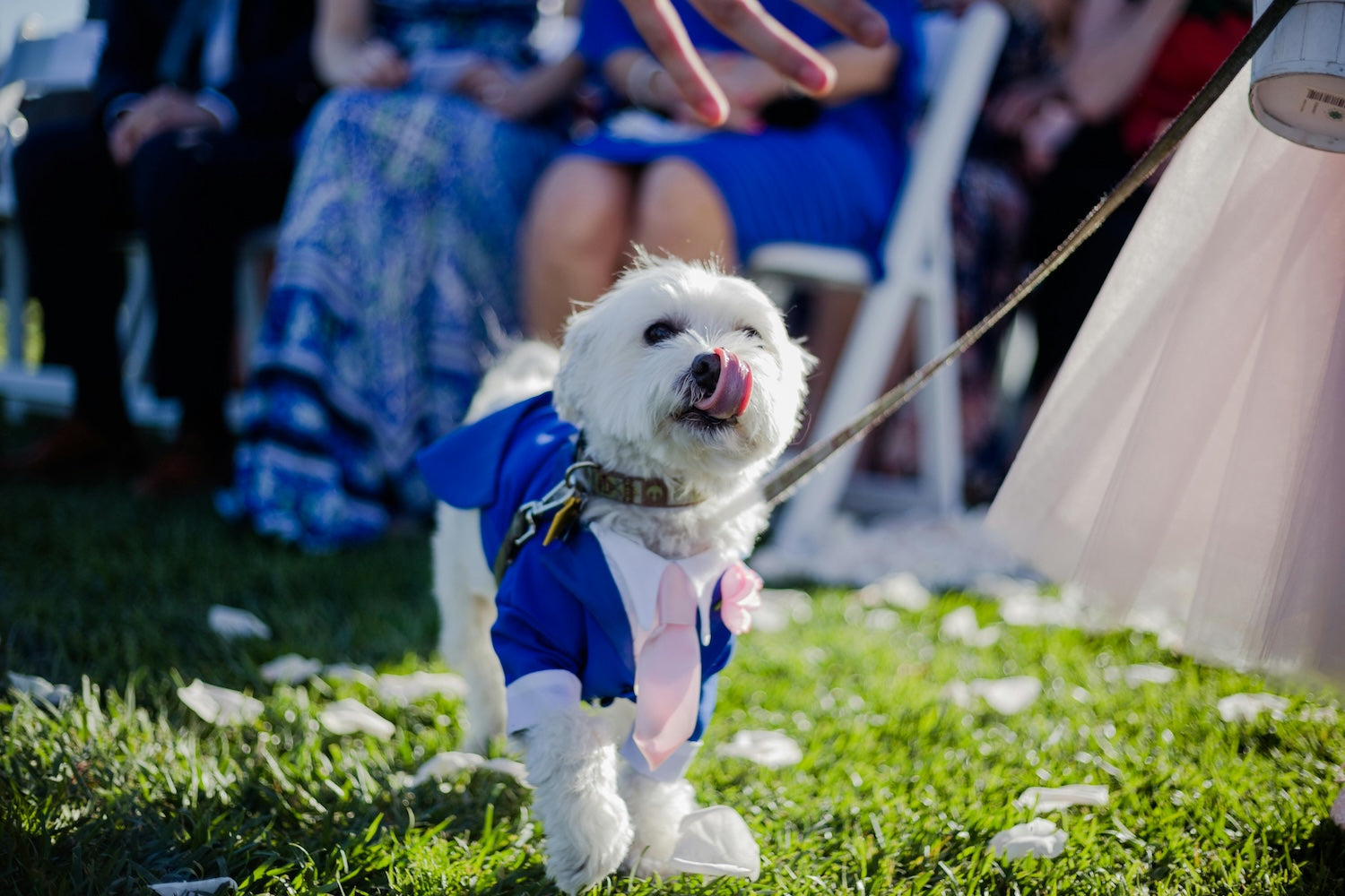 š Pet Weddings: The Cutest Trend of 2025