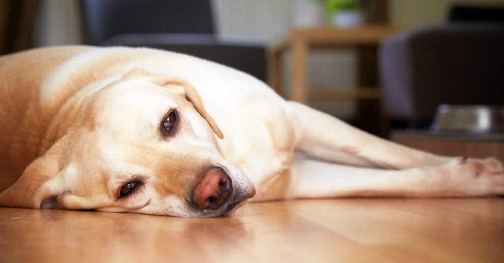 Signs of Dog Diarrhea - Pet N Pet ®