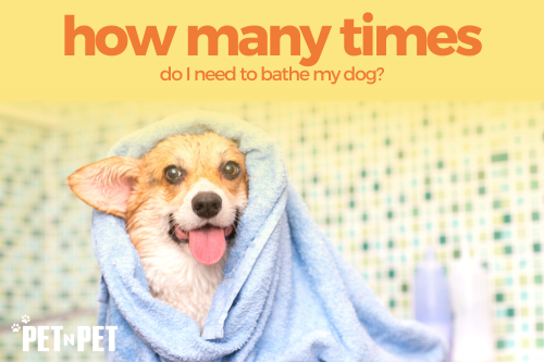 How many times do I need to bathe my dog?