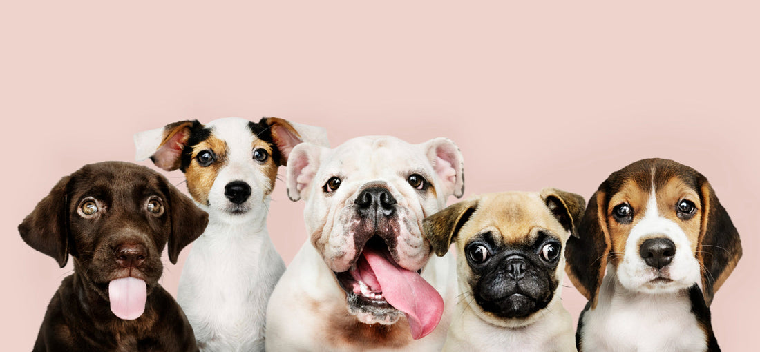 Types of Dog Breeds and Their Personalities: Find Your Perfect Match