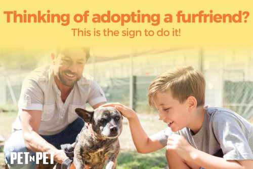 Thinking of Adopting a furfriend? This is the sign to do it! - Pet N Pet ®