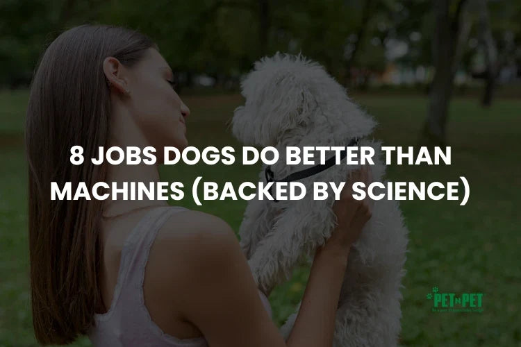 8 Jobs Dogs Do Better Than Machines (Backed by Science)