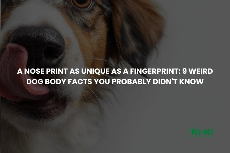 A Nose Print as Unique as a Fingerprint: 9 Weird Dog Body Facts You Probably Didn't Know