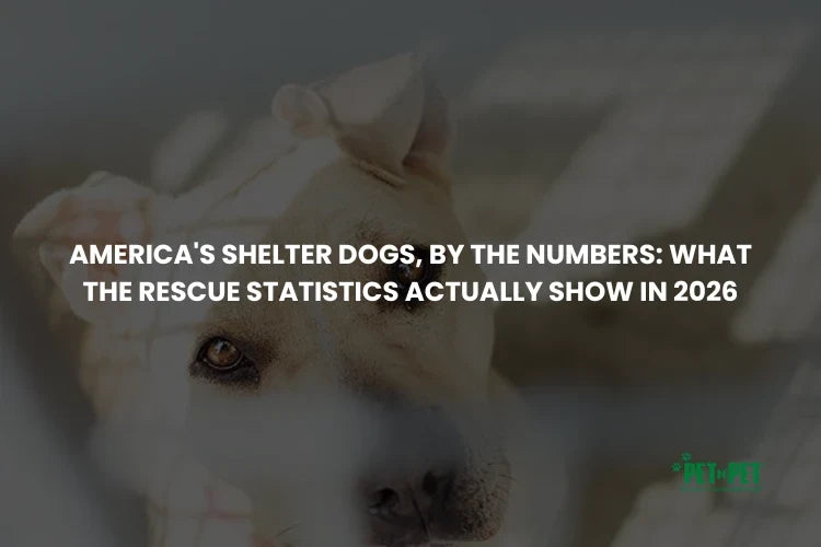 America's Shelter Dogs, by the Numbers: What the 2026 Data Shows