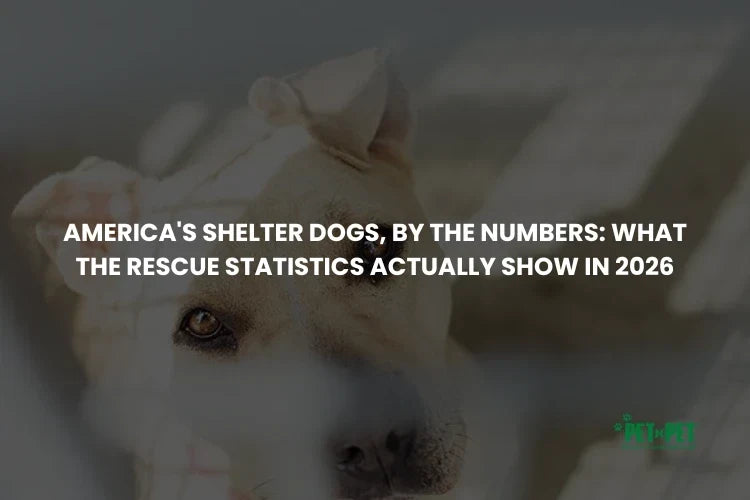 America's Shelter Dogs, by the Numbers: What the 2026 Data Shows