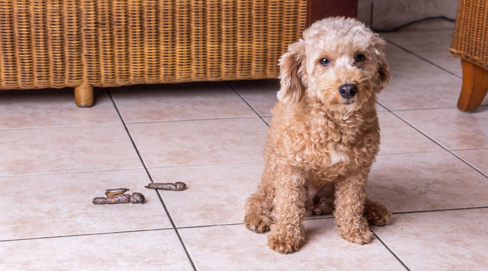 Small brown dog sitting on a tiled floor next to fresh poop inside the house, illustrating indoor accidents that pet owners face when dogs start pooping indoors.