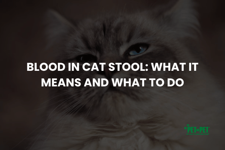 Blood in Cat Stool: What It Means and What to Do
