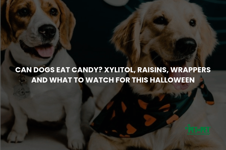 Can Dogs Eat Candy Xylitol, Raisins, Wrappers and What to Watch For This Halloween