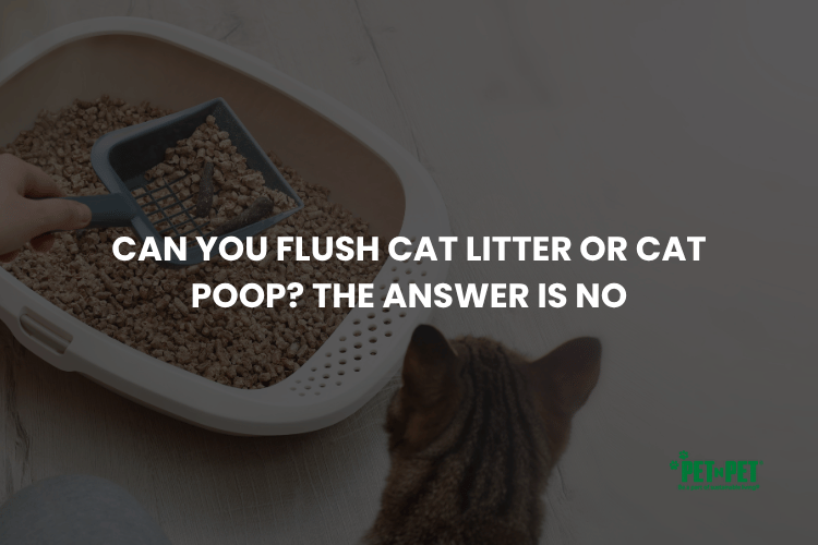 Can You Flush Cat Litter or Cat Poop? The Answer Is No
