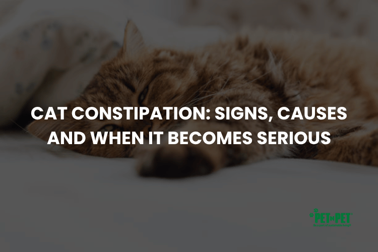 Cat Constipation: Signs, Causes and When It Becomes Serious