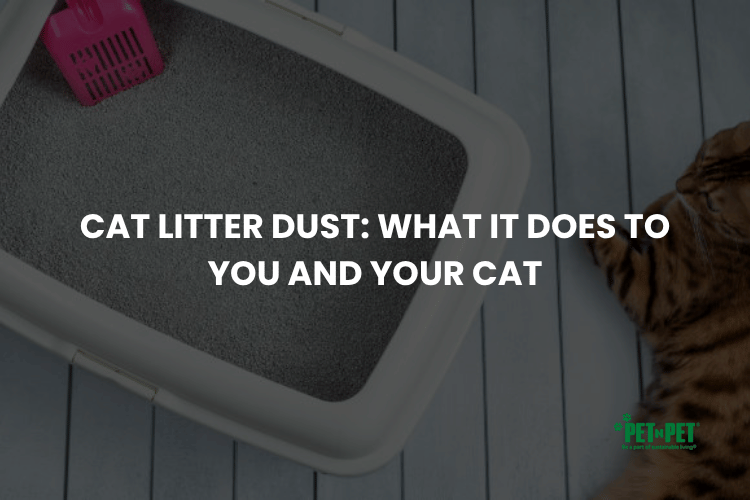 Cat Litter Dust: What It Does to You and Your Cat
