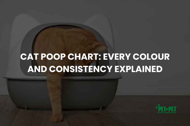 Cat Poop Chart: Every Colour and Consistency Explained