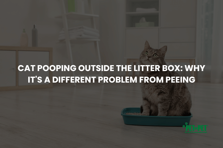 Cat Pooping Outside the Litter Box: Why It's a Different Problem From Peeing