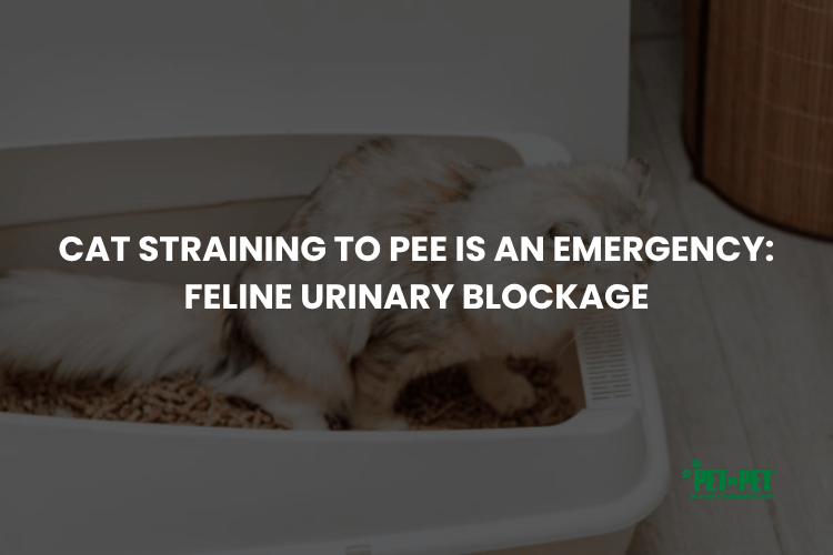 Cat Straining to Pee Is an Emergency: Feline Urinary Blockage