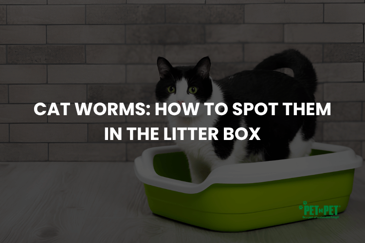 Cat Worms-How to Spot Them in the Litter Box