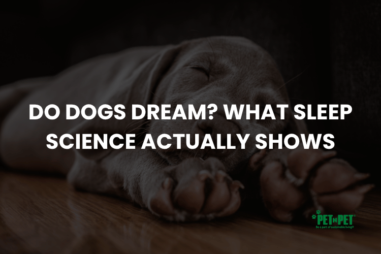 Do Dogs Dream? What Sleep Science Actually Shows