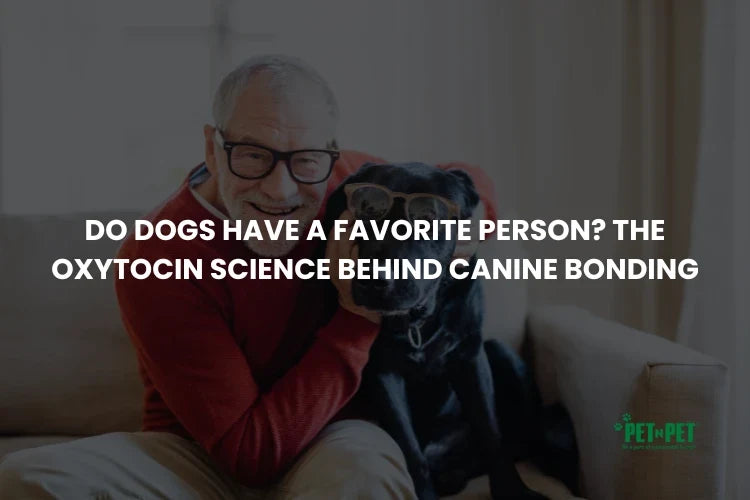 Do Dogs Have a Favorite Person? The Oxytocin Science Behind Canine Bonding