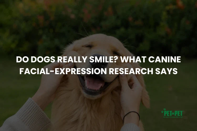 Do Dogs Really Smile? What Canine Facial-Expression Research Says