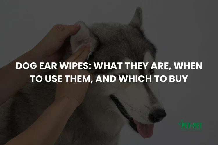 Dog Ear Wipes: What They Are, When to Use Them, and Which to Buy