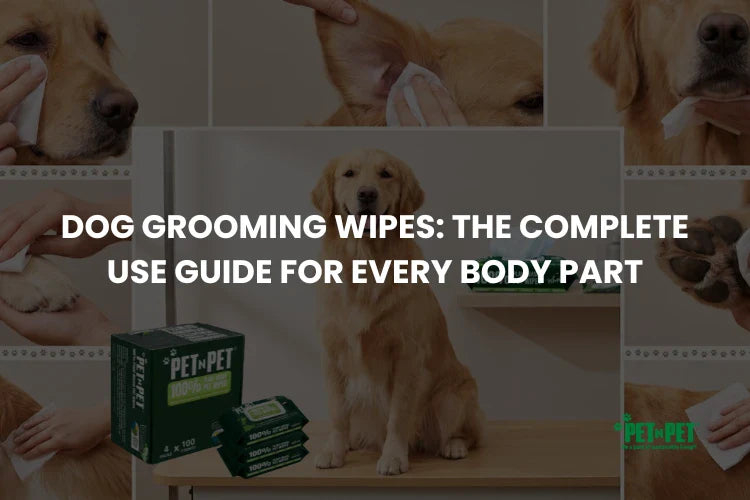 Dog Grooming Wipes: The Complete Use Guide for Every Body Part