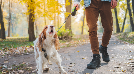 A person walking a small, brown-and-white dog on a leash in a park during autumn. The dog appears to be barking or vocalizing, with its head slightly tilted upward, while fallen leaves cover the pathway surrounded by trees with golden foliage