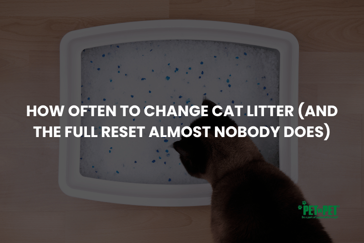 How Often to Change Cat Litter (and the Full Reset Almost Nobody Does)