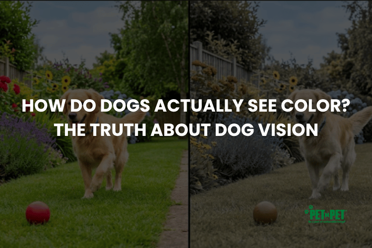 How Do Dogs Actually See Color? The Truth About Dog Vision