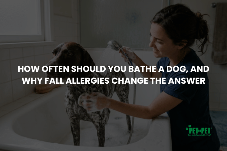 How Often Should You Bathe a Dog, and Why Fall Allergies Change the Answer