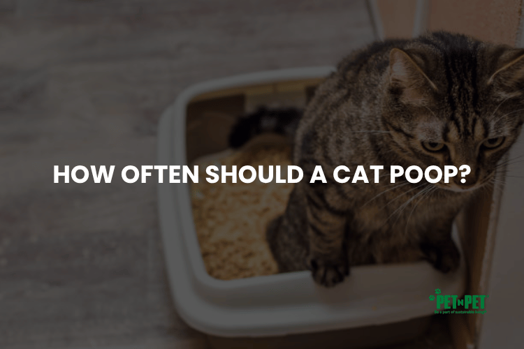 How Often Should a Cat Poop