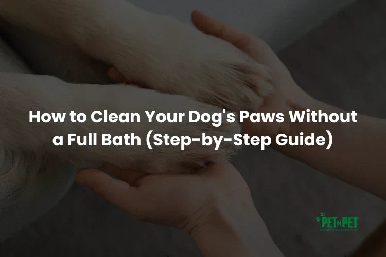 How to Clean Your Dog's Paws Without a Full Bath (Step-by-Step Guide)