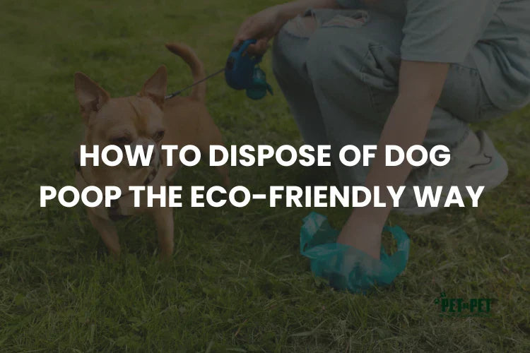 How to Dispose of Dog Poop the Eco-Friendly Way (2026 Complete Guide)
