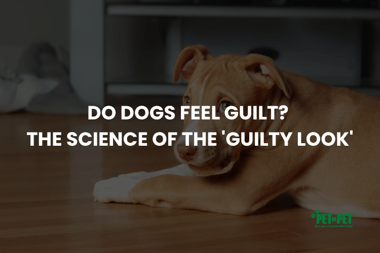 Do Dogs Feel Guilt? The Science of the 'Guilty Look'