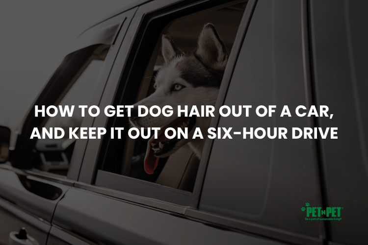 How to Get Dog Hair Out of a Car, and Keep It Out on a Six-Hour Drive