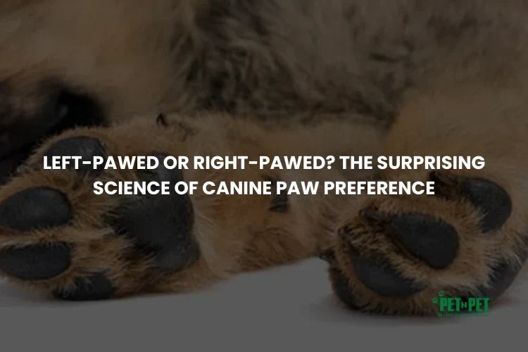 Left-Pawed or Right-Pawed? The Surprising Science of Canine Paw Preference