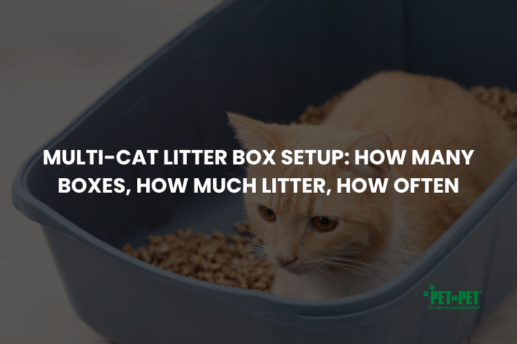 Multi-Cat Litter Box Setup: How Many Boxes, How Much Litter, How Often