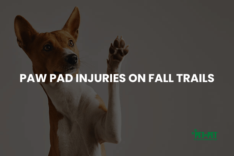 Paw Pad Injuries on Fall Trails