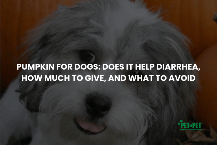 Pumpkin for Dogs: Does It Help Diarrhea, How Much to Give, and What to Avoid