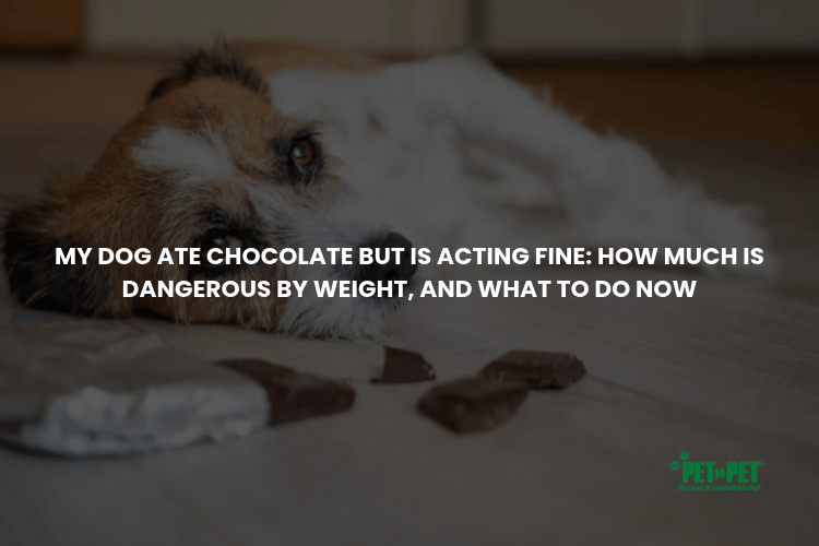 Pumpkin for Dogs-Does It Help Diarrhea, How Much to Give, and What to Avoid