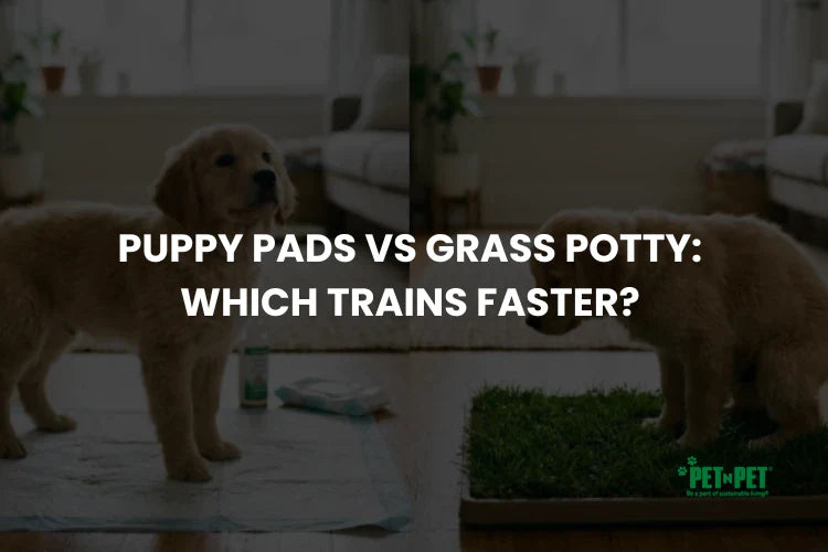 Puppy Pads vs Grass Potty: Which Trains Faster?