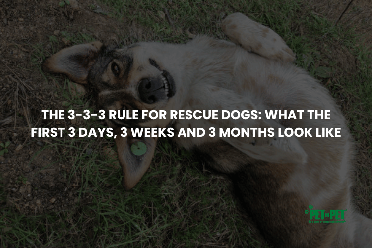 The 3-3-3 Rule for Rescue Dogs: What the First 3 Days, 3 Weeks and 3 Months Look Like