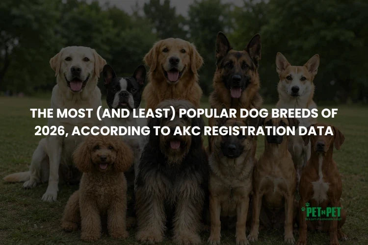 The Most (and Least) Popular Dog Breeds of 2026, by AKC Data