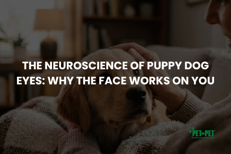 The Neuroscience of Puppy Dog Eyes: Why the Face Works on You