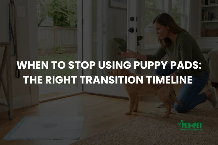 When to Stop Using Puppy Pads: The Right Transition Timeline