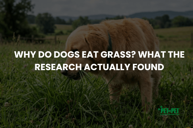 Why Do Dogs Eat Grass? What the Research Actually Found
